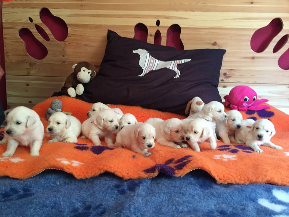 cachorros1