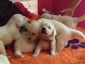 cachorros2