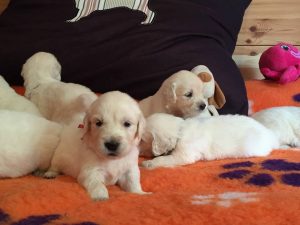 cachorros3