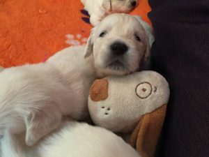 cachorros4
