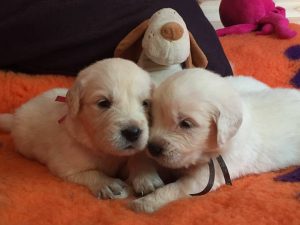 cachorros5