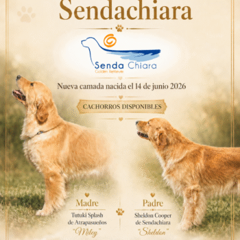 nueva camada